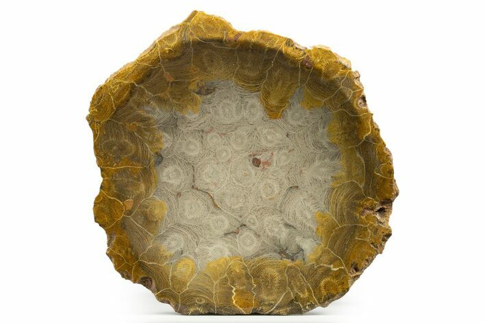 Polished Fossil Coral (Actinocyathus) Dish - Morocco #323050